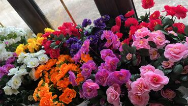 Декоративные цветы: Искусственные горшечные цветы - Яркие декоративные композиции в белых — 29