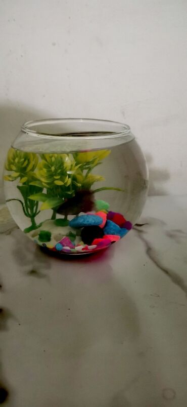 Akvariumlar: Yumru akvarium, Balıqlarla birlikdə, 1 l, Ödənişli çatdırılma, Rayonlara çatdırılma, Ünvandan götürmə