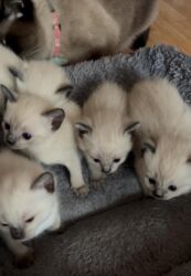 pişik daşıma: Siam, Erkək, Dişi