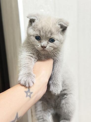 котенок кант: Шотландские вислоухие котята (Scottish Fold) ( мальчики) - Окрас — 5
