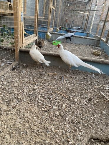 домик для кошки на улицу: Фазаны белой окраски в вольерном содержании. Описание: -