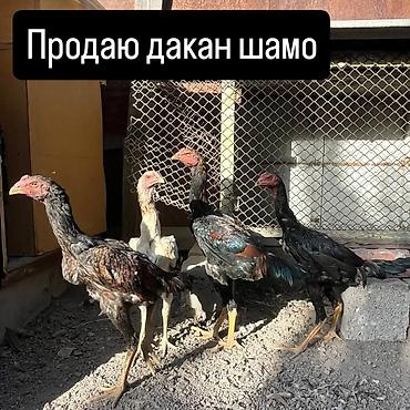 Продаю | Куры | Дакан | Для разведения
