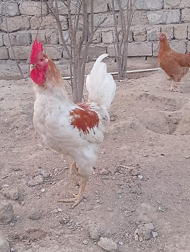 Quşlar: Xoruz cavandi becedi 6-7 ayliqdi — 1