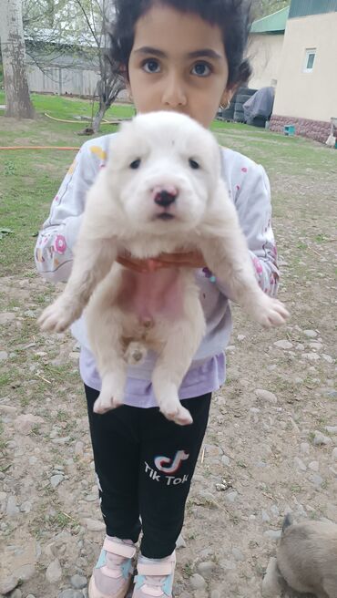 мел для животных: Продаю Алабай щенки 25дней на фото