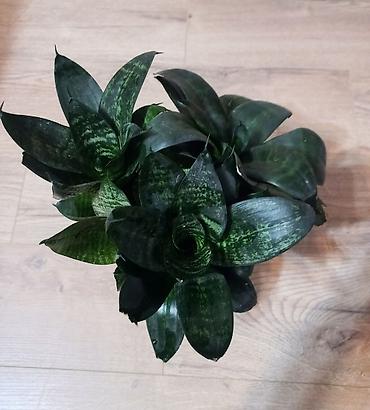 драцены: Сансевиерия «Самурай карлик» (Sansevieria ehrenbergii ‘Samurai Dwarf’) — 2