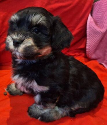 Psi: Na prodaju 5 prelepih dečaka havanskog bišona, stari 3 meseca. Od — 10