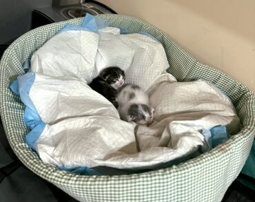 Pişiklər: Erkək, Dişi, Yaxşı əllərə -da lalafo.az — 6 Pişiklər: Erkək, Dişi, Yaxşı əllərə — 6