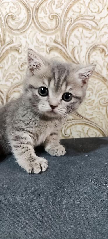 шатланские котята: Котята от домашней пары: - Папа: Британский крупный вислоухий кот — 1