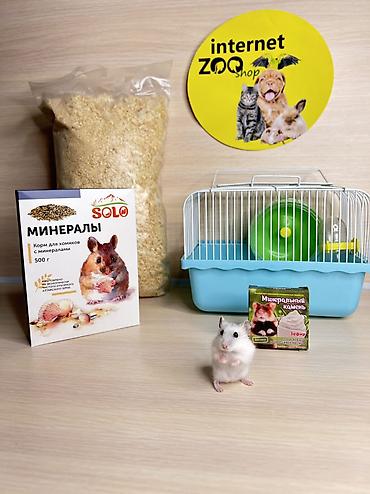 Хомяки: Продаются хомячки джунгарские, сирийские, ангорские пушистые хомячки — 25