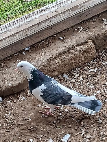 Göyərçinlər: Qiymət hamısına aitdir qiymətdə razılaşmaq olar — 4