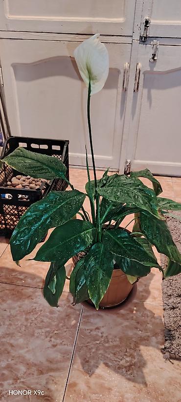 Spathiphyllum (Sülh çiçəyi) – saksıda otaq bitkisi - Növ
