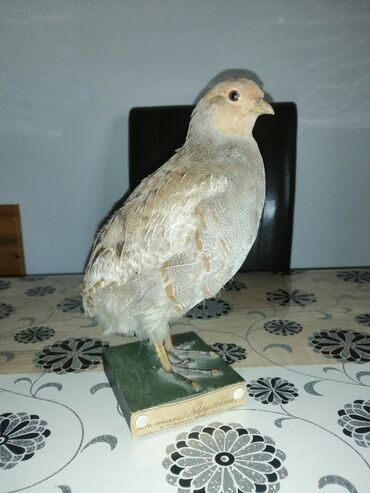 Ptice: Preparirana ptica — 8