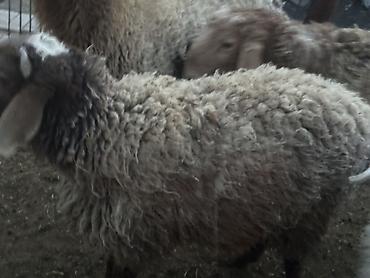 Баран, овца: Продаю | Баран (самец) | Полукровка | Для разведения — 8