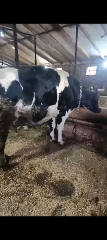 Inəklər, öküzlər: Salam aleykum super 2 dene iney diler cüt 6400 diyilir razılaşmaq olar — 1