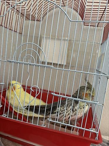 lutino: Satılır korella tutuquşuları cütü. Şəkillərdə göründüyü kimi biri sarı — 4