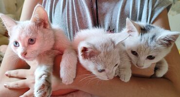 отдам пуделя в добрые руки: Котята домашние, короткошёрстные. На фото трое: - Левый