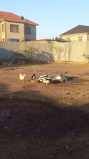 бутка для собак: Məişət ördəkləri satılır. - Növlər: ağ və rəngarəng (boz, qara-ağ — 1