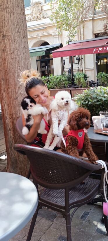 İtlər: Pudel, 3 ay, Erkek, Peyvəndli, Ünvandan götürmə — 13