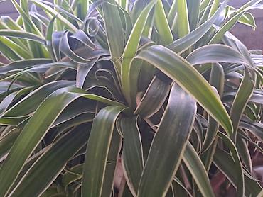 mini sanseverija: Chlorophytum, velika biljka sa prve dve slike je 500, Chlorophytum sa — 1