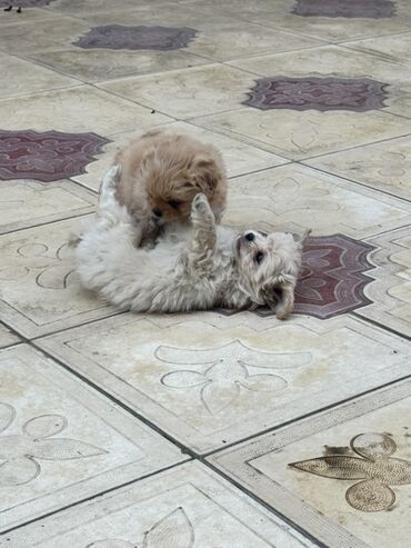 İtlər: Pekines, 3 ay, Dişi, Peyvəndli — 3