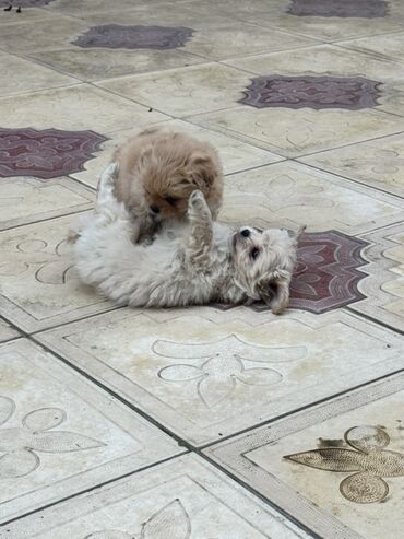 İtlər: Pekines, 2 ay, Peyvəndli — 7