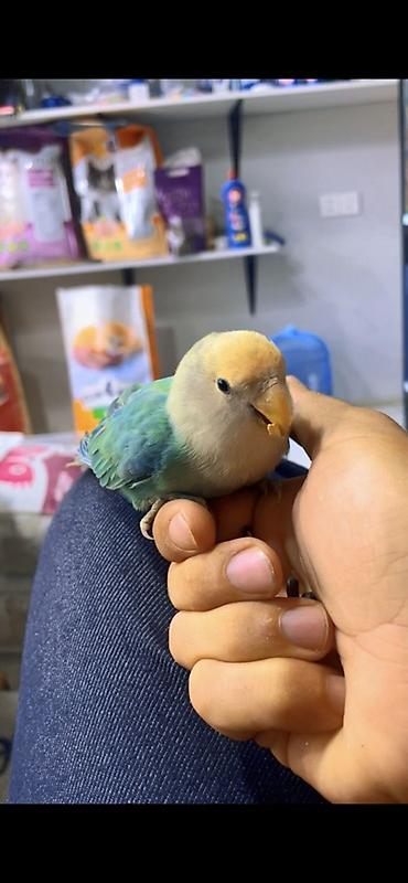 jako tutuquşunun digər adı: Növ: Agapornis (sevgi quşu) – əl öyrədilmiş Rəng: açıq sarı baş — 2