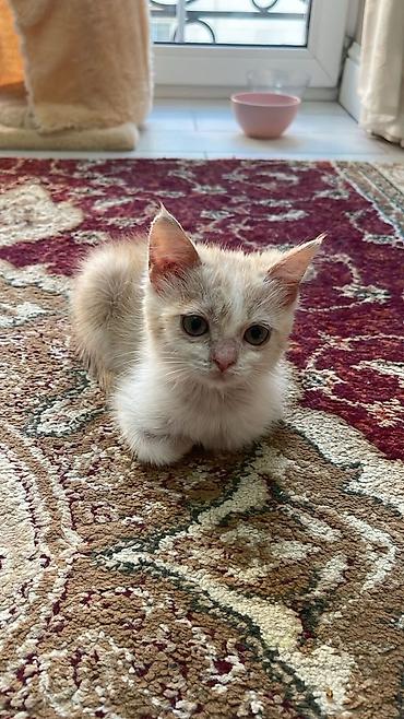 пристраивается: Кошка даром: Беспородная, 3 месяца, Девочка — 4