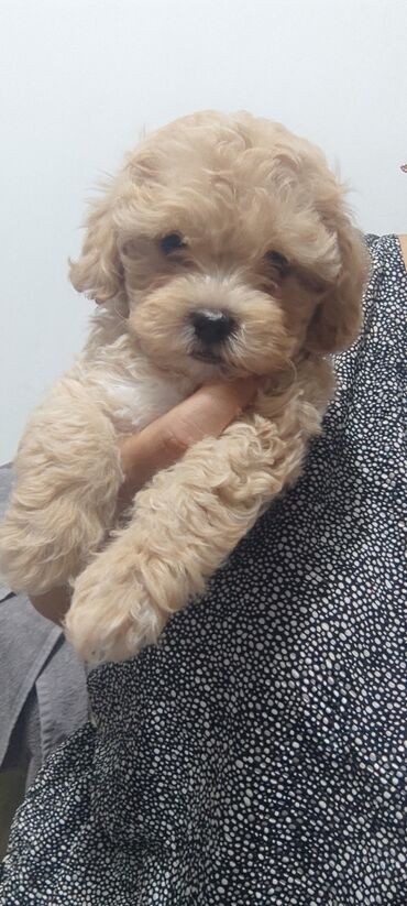 İtlər: 4 ay, Dişi, Peyvəndli, Ünvandan götürmə — 5