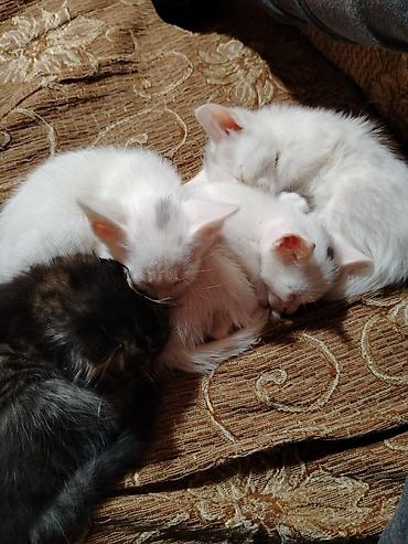 Pişiklər: Türk anqora, Erkək, Dişi, Yaxşı əllərə, Pulsuz çatdırılma — 4