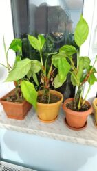 здравствуйте дорогие родители: Kala Gulleri Ag Gul acir. Qis Yay. 3 Ededi. 20 azn. Boyuk Kol Gul