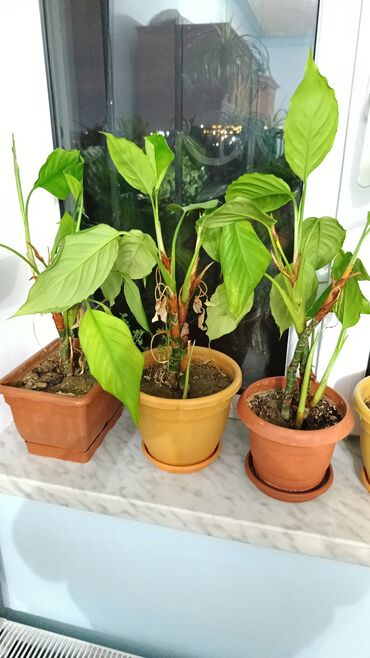 orxideya satisi: Kala Gulu Ag Gul Acir. 3 ededi. 20 azn. Qis yay Gul acir. Kol olur