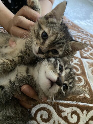 Продажа кошек: Котята тигрового окраса - Порода: домашние короткошёрстные - Окрас