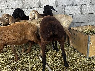 Баран, овца: Продаю | Баран (самец) | На забой at lalafo.kg — 7 Баран, овца: Продаю | Баран (самец) | На забой — 7