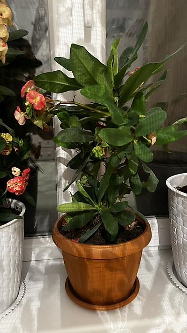 цветы комнатне: Молочай Милла (Euphorbia milii), комнатный цветок в горшке. - Богатое — 1