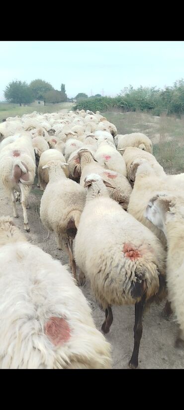 Qoyunlar, qoçlar: Dişi, il: 1, 50 kq, Damazlıq, Ünvandan götürmə — 10