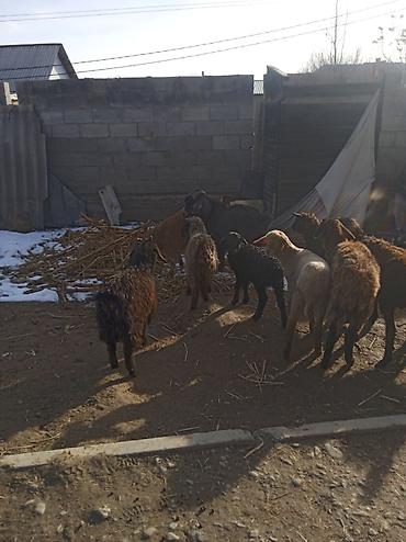 Баран, овца: Продаю | Ягненок | Для разведения — 12