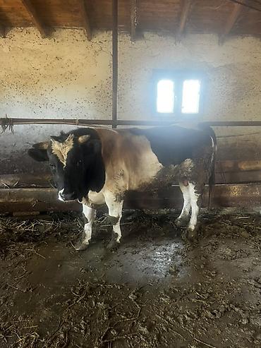 Inəklər, öküzlər: Satışda – damazlıq südlük inəklər və bir baş buğa. Her vur hayvan var — 3
