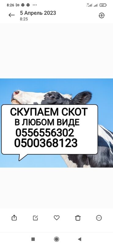 Животные: Куплю | Коровы, быки, Лошади, кони | Круглосуточно, Любое состояние, Забитый