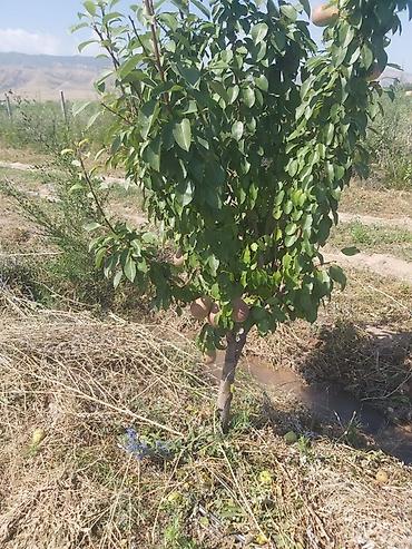 Малина: Продается участок 1 гектар!!! Из которого 60 сотых посажена малина 40 at lalafo.kg — 4 Малина: Продается участок 1 гектар!!! Из которого 60 сотых посажена малина 40 — 4