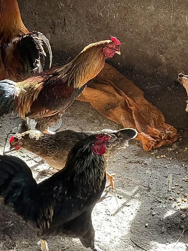 Куры, петухи: Продаю | Куры, Петух | Домашняя | На забой, Для разведения, Несушки — 10