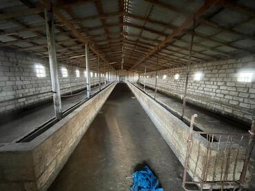 Torpaq sahələrinin satışı: Kənd təsərrüfatı — 15