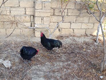 Xoruzlar: ROD İSLAND ve AVSTRALOP. cavan xoruzlar.sarilir.ve öz cinsi ferelerlə — 3