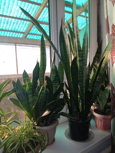 Драцены и Сансевиерии: Большой выбор Сансиеверии цены от 500 — 8