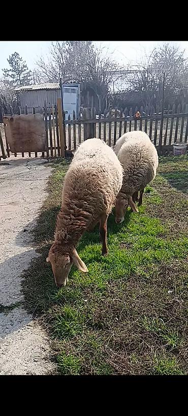 Баран, овца: Продаю | Овца (самка) | Для разведения | Матка at lalafo.kg — 2 Баран, овца: Продаю | Овца (самка) | Для разведения | Матка — 2