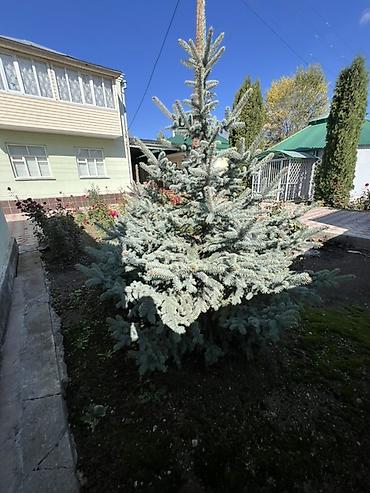 растение денежное дерево: Голубая ель (Picea pungens ‘Glauca’) для озеленения - Порода: ель — 2
