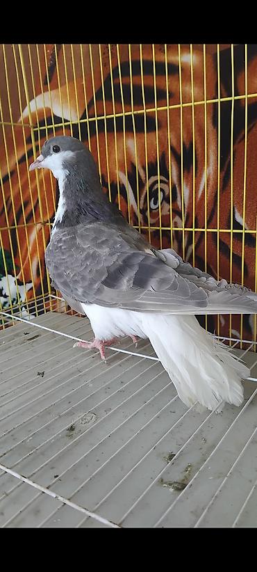 at satisi qiymetleri: 12 eded delfin goyercin 5 eded dekarativ delfinlerin cutu 30 manat — 4