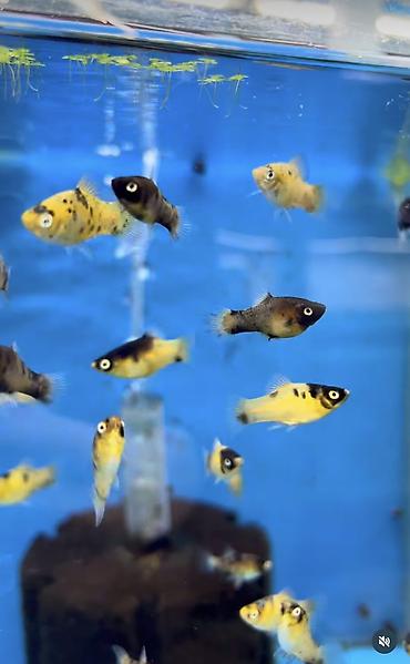 Аквариумы: Рыбки | Аквариумы | Оборудование Жемчужина магазин аквариумистики🐠 — 33