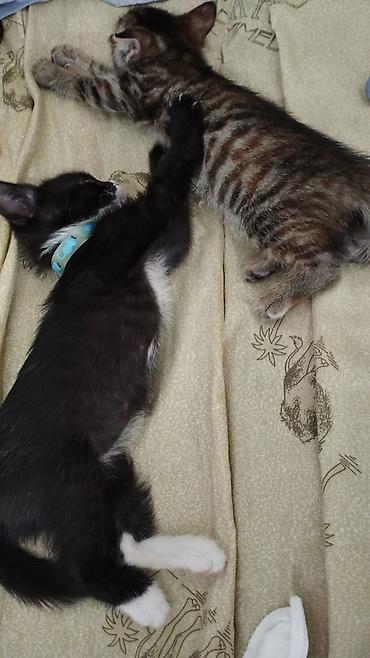 Отдам даром кошку: Кошка даром: Беспородная, Девочка — 13