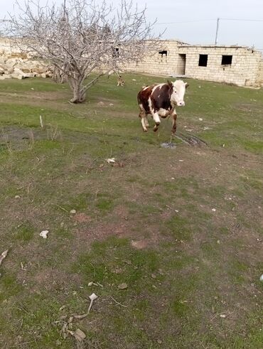 Dana, buzov: 11 aylıq əkəy dana 150 kilo əti var damazlıq yarayır ətdiyə də — 6