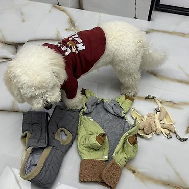 Geyimlər: Pudel İti 7 aylıqdır Tualet tərbiyəsi var,hamamda rahatlıqlar — 22